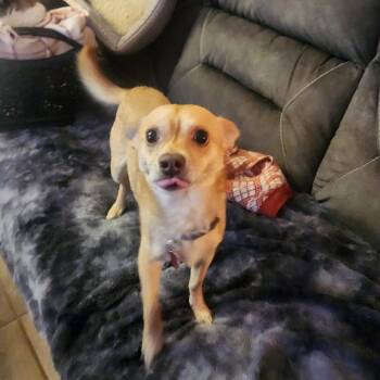 Chihuahua Dogs Available for Adoption in Colorado Springs, Colorado - Buddy | PetCurious