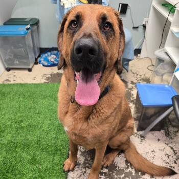Elmer -  Mixed Breed Dog for Adoption in Columbia, Missouri - Elmer | PetCurious