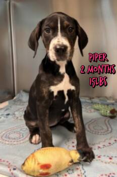 PIPER -  Mixed Breed Dog for Adoption in Holbrook, New York - PIPER | PetCurious