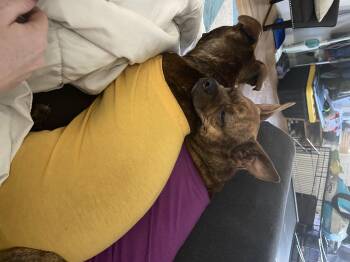 Karma aka Theodoshia -  Boston Terrier and Mixed Breed Dog for Adoption in Severance, Colorado - Karma Aka Theodoshia | PetCurious