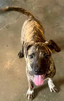Amber -  Mixed Breed Dog for Adoption in Leavenworth, Kansas - Amber | PetCurious