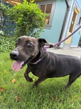 Rescue Terrier and Mixed Breed Dogs for Adoption in Honolulu, Hawaii - Pua | PetCurious