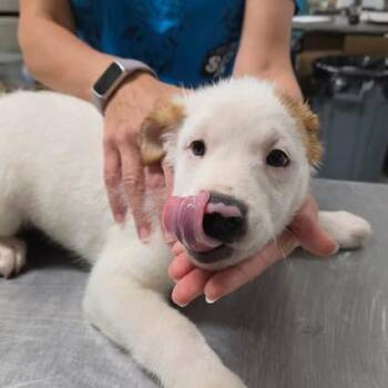 Glynnis -  Mixed Breed Dog for Adoption in Fredericksburg, Virginia - Glynnis | PetCurious