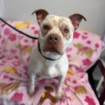 Pit Bull Terrier Dogs Available for Adoption - Spud L-3-26 (Chief) | PetCurious