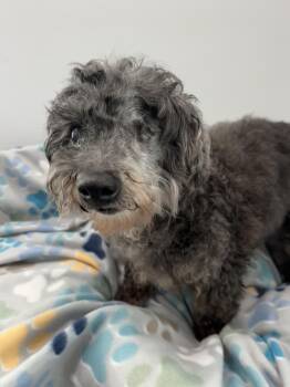Rescue Miniature Poodle Dogs for Adoption in Lawrenceville, Georgia - Franklin | PetCurious