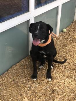 BISQUE -  Pit Bull Terrier and Mixed Breed Dog for Adoption in Albuquerque, New Mexico - BISQUE | PetCurious