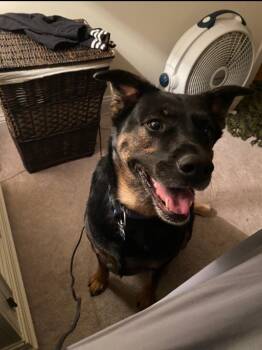 Rocco -  German Shepherd Dog and Labrador Retriever Dog for Adoption in Watertown, Connecticut - Rocco | PetCurious