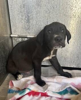 BRANDON -  Hound Dog for Adoption in San Antonio, Texas - BRANDON | PetCurious