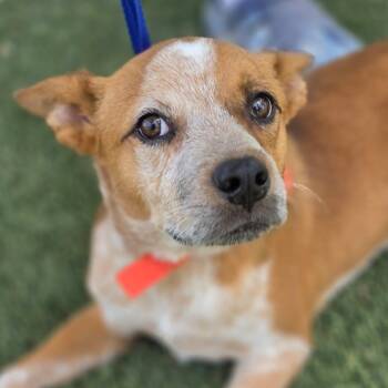 Ozzie KF -  Australian Cattle Dog Blue Heeler and Mixed Breed Dog for Adoption in Austin, Texas - Ozzie KF | PetCurious