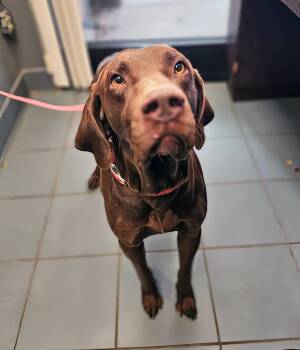 Rescue Mixed Breed Dogs for Adoption in Nashville, Tennessee - Jeffrey | PetCurious