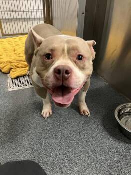 DAWNIE -  Pit Bull Terrier and Mixed Breed Dog for Adoption in Dallas, Texas - DAWNIE | PetCurious