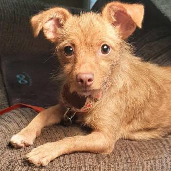 Suzie Q -  Chihuahua and Terrier Dog for Adoption in Cincinnati, Ohio - Suzie Q | PetCurious