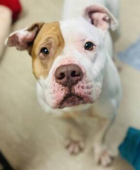 Mixed Breed Dogs Available for Adoption in West Chester, Pennsylvania - Bertram | PetCurious