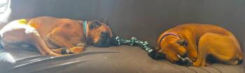 Zoey XIII -  Boxer Dog for Adoption in Hewitt, Texas - Zoey XIII | PetCurious