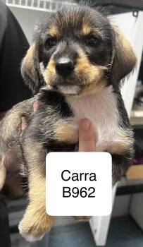 Shih Tzu and Terrier Dogs Available for Adoption in Morganton, North Carolina - Carra | PetCurious