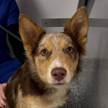 Van -  Mixed Breed Dog for Adoption in Greenville, South Carolina - Van | PetCurious
