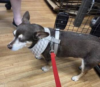 Benji -  Chihuahua and Mixed Breed Dog for Adoption in Hillsboro, Oregon - Benji | PetCurious