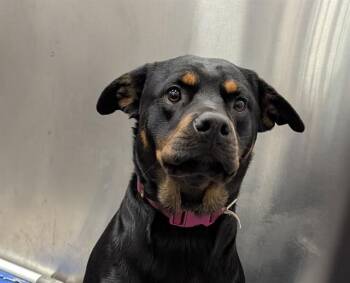 Rescue Rottweiler Dogs for Adoption in Dallas, Texas - ROTTY | PetCurious