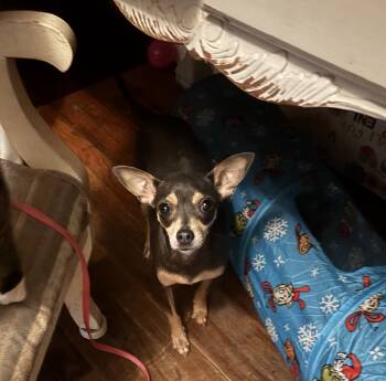 Rescue Chihuahua Dogs for Adoption in Winder, Georgia - Tiny Tia | PetCurious