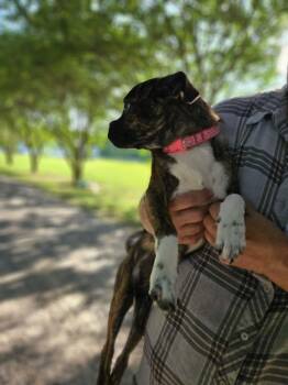 Rosalie -  Boston Terrier Dog for Adoption in South Kingstown, Rhode Island - Rosalie | PetCurious