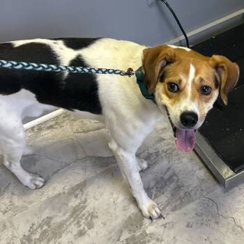 Rescue Beagle and Mixed Breed Dogs for Adoption in Summerlee, West Virginia - Copper | PetCurious