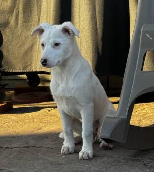 Border Collie Dogs Available for Adoption - Summer | PetCurious