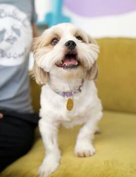 Knuckles -  Shih Tzu Dog for Adoption in Pasadena, California - Knuckles | PetCurious