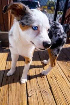 Australian Shepherd Dogs Available for Adoption - Dusty | PetCurious