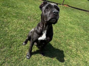 JADA -  Cane Corso Dog for Adoption in Grovetown, Georgia - JADA | PetCurious
