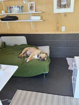Dozer -  American Bully Dog Available for Adoption in Ventura, California - Dozer | PetCurious