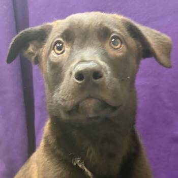 Dallas -  Mixed Breed Dog for Adoption in Waterloo, Iowa - Dallas | PetCurious