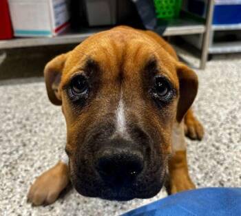 Mixed Breed Dogs Available for Adoption in Kansas City, Missouri - Peggy Sue | PetCurious