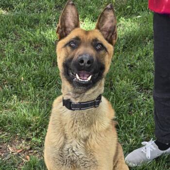 Rescue Belgian Shepherd Malinois Dogs for Adoption in Waterloo, Iowa - Scout | PetCurious