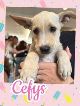 Cefys -  Labrador Retriever and German Shepherd Dog Dog for Adoption in Ringwood, New Jersey - Cefys | PetCurious
