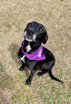 Rescue Labrador Retriever and Mixed Breed Dogs for Adoption in Macon, Georgia - Sweet Pea | PetCurious