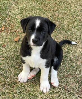 Border Collie and Labrador Retriever Dogs Available for Adoption - Waggy | PetCurious