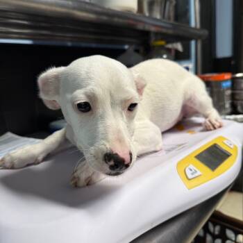 Rescue Mixed Breed Dogs for Adoption in Savannah, Georgia - Carol Willick | PetCurious