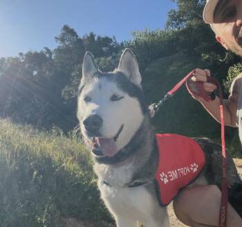 Dak -  Siberian Husky Dog for Adoption in Los Angeles, California - Dak | PetCurious