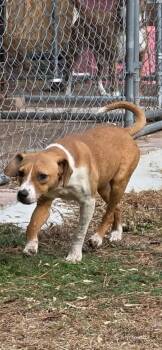 Beagle and Chihuahua Dogs Available for Adoption in Brooksville, Florida - Esther | PetCurious