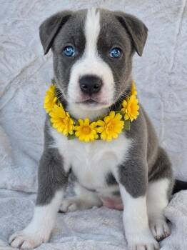 Solitare -  American Staffordshire Terrier and Siberian Husky Dog for Adoption in Newport Beach, California - Solitare | PetCurious