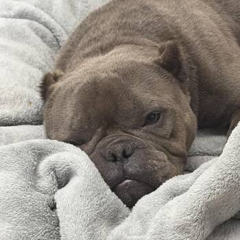Mixed Breed Dogs Available for Adoption in Lake Jackson, Texas - Bitzie | PetCurious