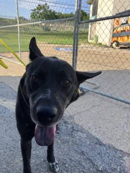 RAIN -  Mixed Breed Dog for Adoption in Dallas, Texas - RAIN | PetCurious