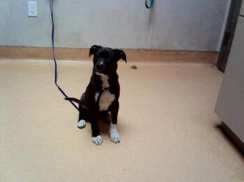 KUROMI -  Pit Bull Terrier Dog for Adoption in Martinez, California - KUROMI | PetCurious