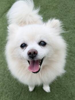 Tillie -  Pomeranian Dog Available for Adoption in Myrtle Beach, South Carolina - Tillie | PetCurious