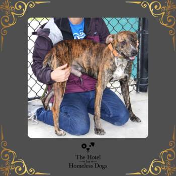 Rescue American Staffordshire Terrier and Labrador Retriever Dogs for Adoption in Cumberland, Rhode Island - Cooper | PetCurious