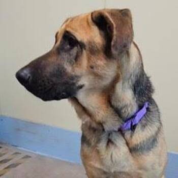 Sky -  German Shepherd Dog Dog for Adoption in Green Valley, Arizona - Sky | PetCurious