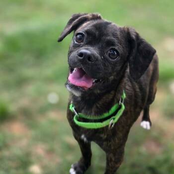 Pug and Mixed Breed Dogs Available for Adoption - Rain | PetCurious