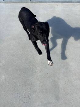 Brady -  Pit Bull Terrier Dog for Adoption in Burgaw, North Carolina - Brady | PetCurious
