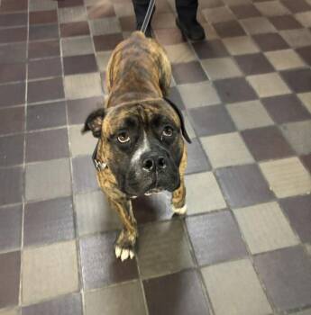 Babka -  Mixed Breed Dog for Adoption in New York, New York - Babka | PetCurious