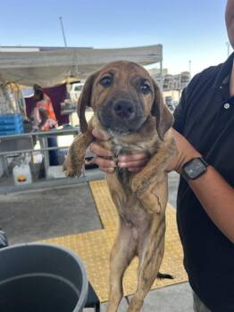 Bakugo - URGENT -  Plott Hound Dog for Adoption in Thousand Oaks, California - Bakugo - URGENT | PetCurious